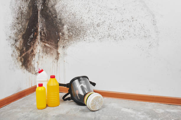 Mold Testing and Removal in Endwell, NY