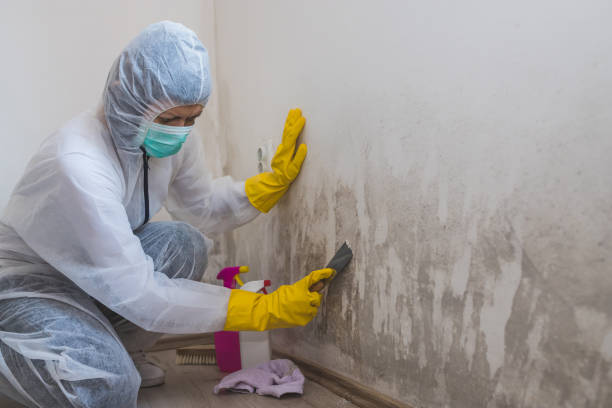 Certified Mold Removal in Endwell, NY