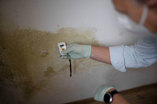 Attic Mold Removal in Endwell, NY