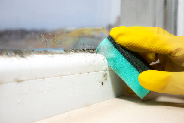 Best Fast Mold Removal  in Endwell, NY