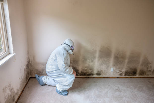 Best Residential Mold Removal  in Endwell, NY